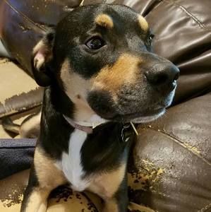 Meet your Posher, Roland